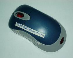 mouse mold